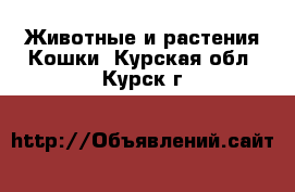 Животные и растения Кошки. Курская обл.,Курск г.